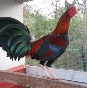 Meet your Posher, Norman